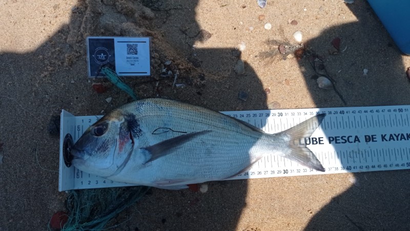 Fish Measure Picture